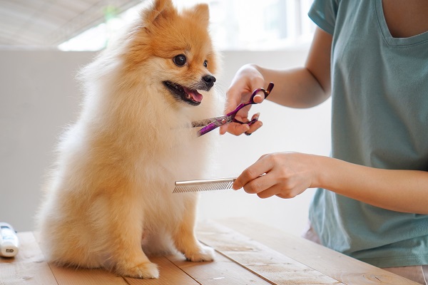 Cachorro sendo tosado