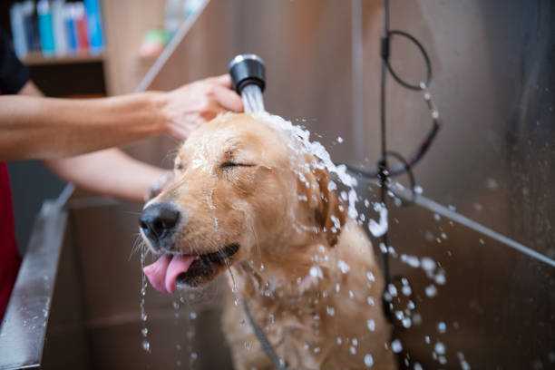 Imagem de cachorro tomando banho